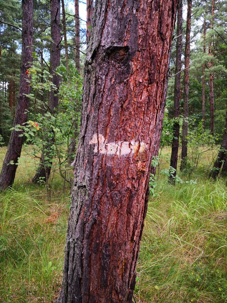 Drzewo znak